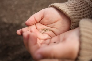 carrot seeds