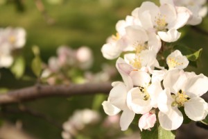 Apple Blossom