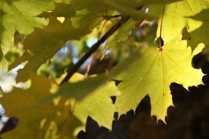 Greenough Leaves